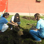 Fruit Tree Distribution 2013