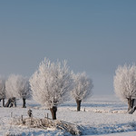 Winter Willows