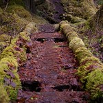 Lower Gray Wolf River Trail - 20130218