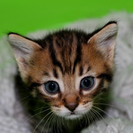 too small to be cool !