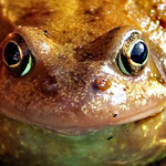 Common Toad. re-edit.
