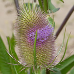 teasel