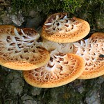 Dryad's saddle (Polyporus squamosus) at Black Oak Hollow IA 854A1478