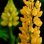 Yellow Lupin