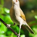 Sabi&aacute;-branca ou Sabi&aacute;-do-barranco (Turdus leucomelas) - Pale-breasted Thrush