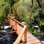 Sendero Bosque Hundido - Parque Tantauco (Chiloe)