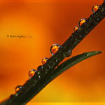 Drops and flowers ....