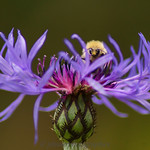 The Blue Flame & Bumblebee