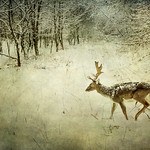 Deer / Winter