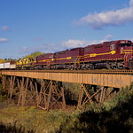 Bittersweet at Crawford Creek