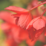 Begonias