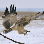 Hungary, Imperial eagle