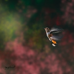 The Beauty of Flight