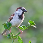 HOUSE SPARROW