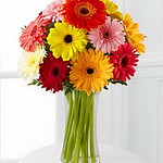 FTD Colorful World Gerbera Daisy Flowers