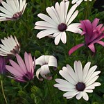 Feliz semana. Happy week. Buona settimana. Bonne semaine