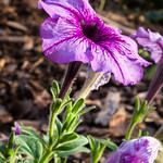 Petunia