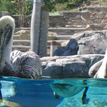 American Trail at the Smithsonian's National Zoo