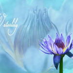 waterlily