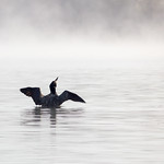 Foggy loon