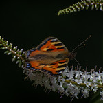 Tortoiseshell Butterfly