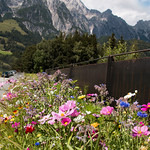 Flowers and Mountains