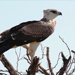Bre&euml;koparend, Martial Eagle (immature) 1