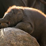 taaaadaaaaa Fu&szlig; und R&uuml;ssel gleichzeitig ins Maul stecken :-)