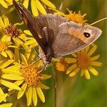 Thirst quenching Ragwort