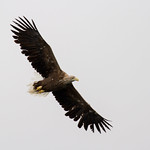 White-tailed eagle