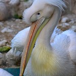 Pelican