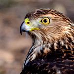 Cooper's Hawk