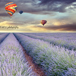 One Day I'll will fly away