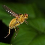 Rolf Nagel-Fl-18-0042-Scathophaga stercoraria