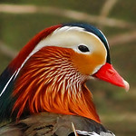 Mandarin Drake
