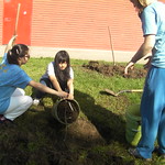 Fruit Tree Distribution 2013