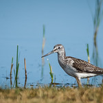 Greenshank at the waters edge.