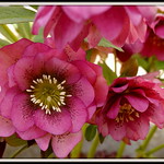 Hellebores Once Again
