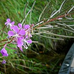 Happy Fireweed Friday