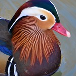Mandarin Duck Portrait