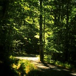 The woods are lovely, dark and deep... #summer #vacation #maine #mtdesertisland #carriageroad #acadia #nps #findyourpark #nationalpark