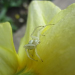 Spider on Daff