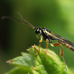 Ichneumon wasp ?