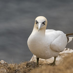 Gannet