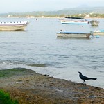 Great-tailed Grackle