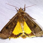 Large Yellow Underwing (Noctua pronuba), El Monte Rd, Lakeside, CA, 11-7-14