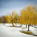 Willow in winter