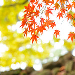Japanese Autumn