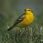 YELLOW WAGTAIL // MOTACILLA FLAVA FLAVISSIMA (16cm)