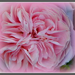 P1150083 Pink pleats